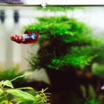 Ramshorn Snails: A Beginner’s Guide